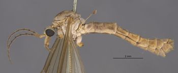 Media type: image;   Entomology 10355 Aspect: habitus lateral view
